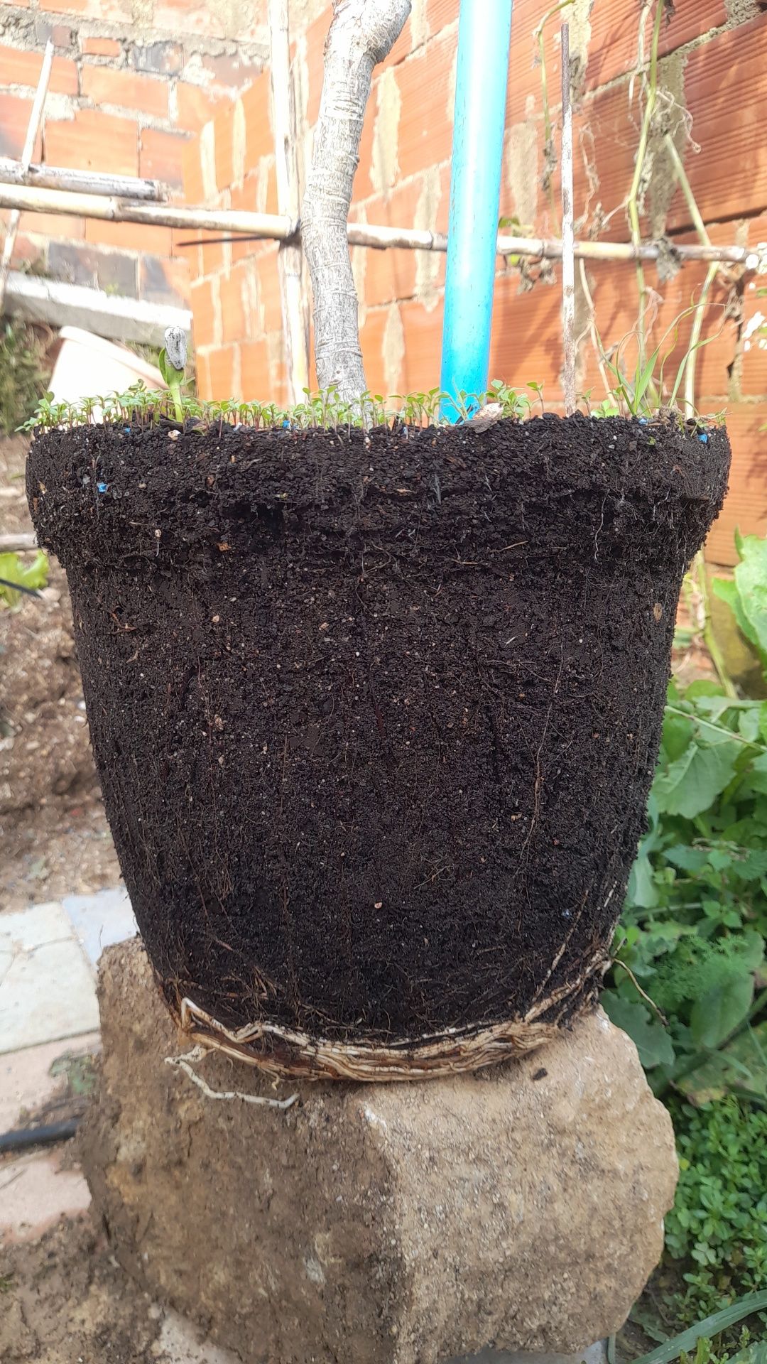Árvore Nespereira em vaso