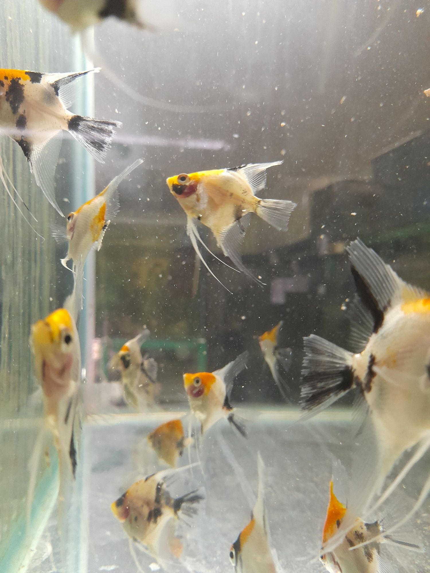 Skalary  koi 5cm