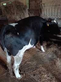Krowa, jałówka, krowy mleczne hf