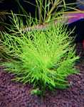 Hygrophila Balsamica - sadzonki 8-12 cm