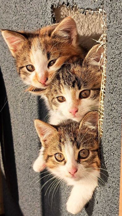 Oddam 3 małe kotki. ok. 2 miesiące, samodzielne, korzystają z kuwety