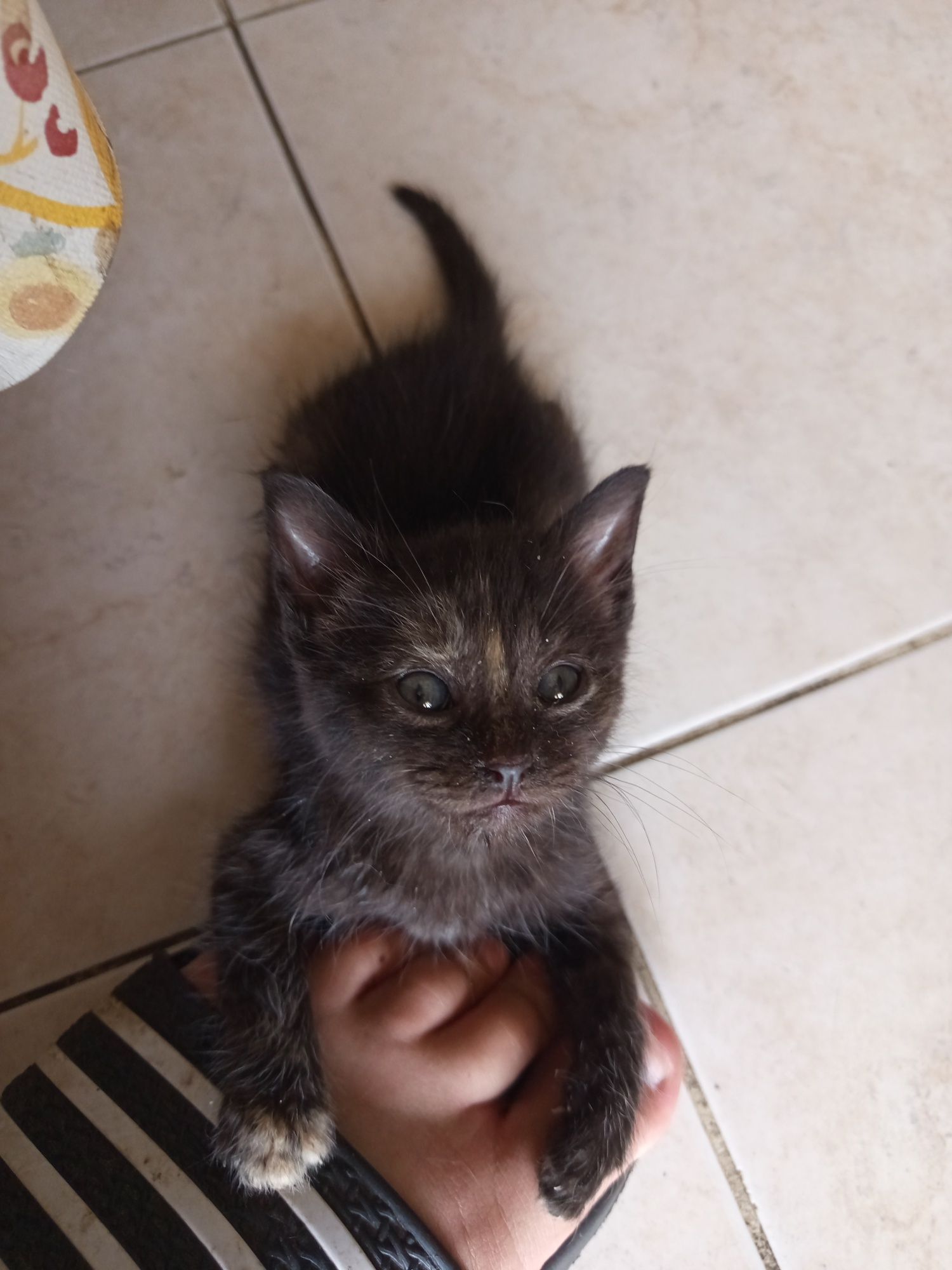Gatinhas para adoção