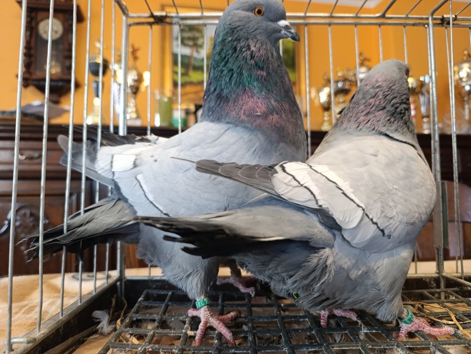 Ryś, rysie na niebieskich pasach i ciemnych lotach, wysyłam, gołębie o