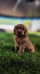 Cavapoo f1 piesek