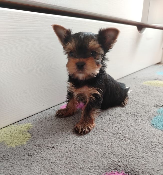 Yorkshire terrier chłopak
