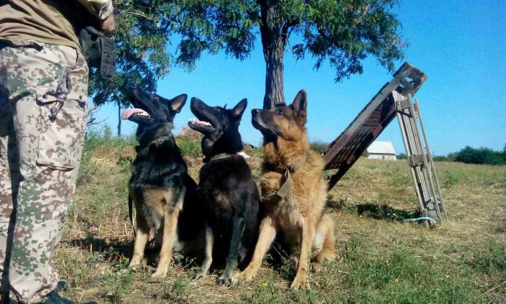 Подростки немецкой овчарки