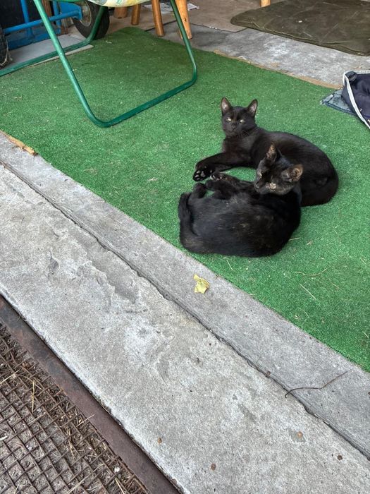 Oddam dwa małe kotki