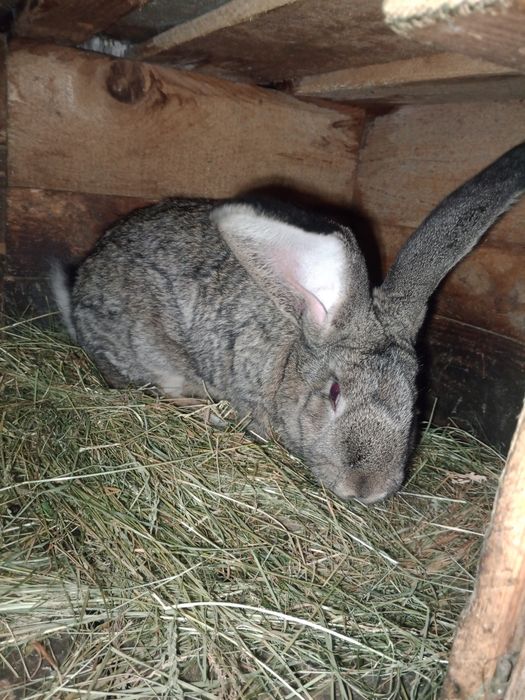 Продам кроля ...