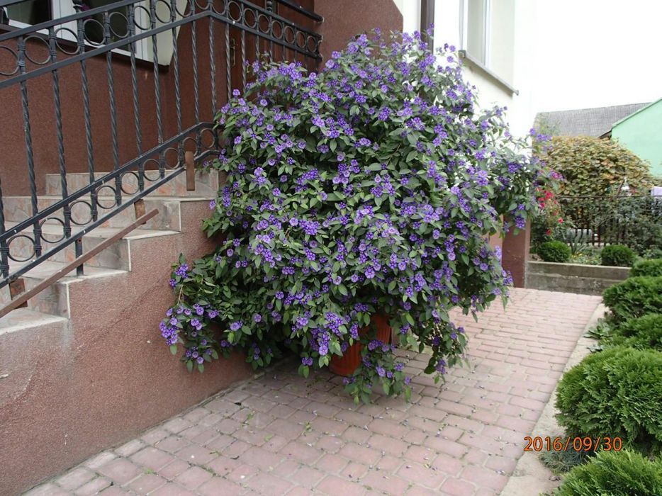 Solanum rantonetti 50 cm -szafirowa burza -psianka - sadzonka donic