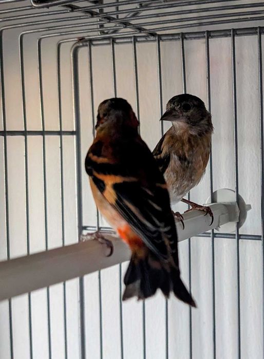 Para cedendência ou troca Cardinalitos 2025