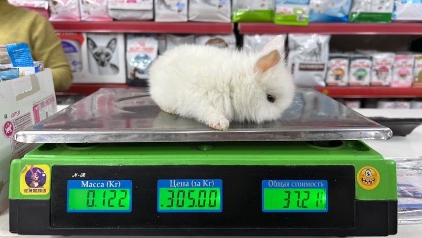 Декоративный кролик