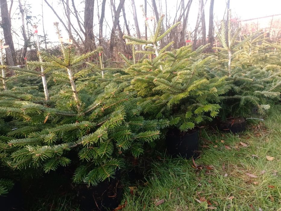 Jodły Kaukaskie Donica Hurt Detal