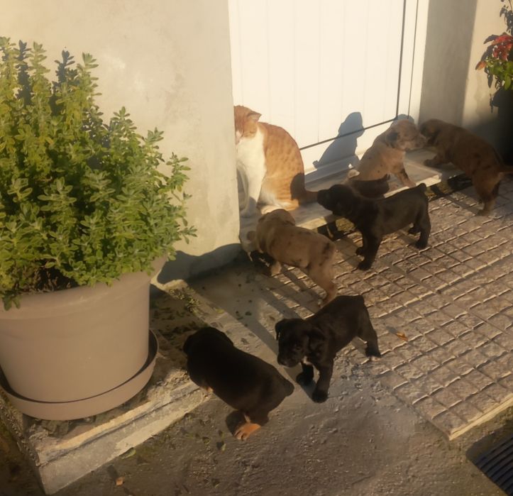 Cachorros para adopção 2 cadelas e 4 cães