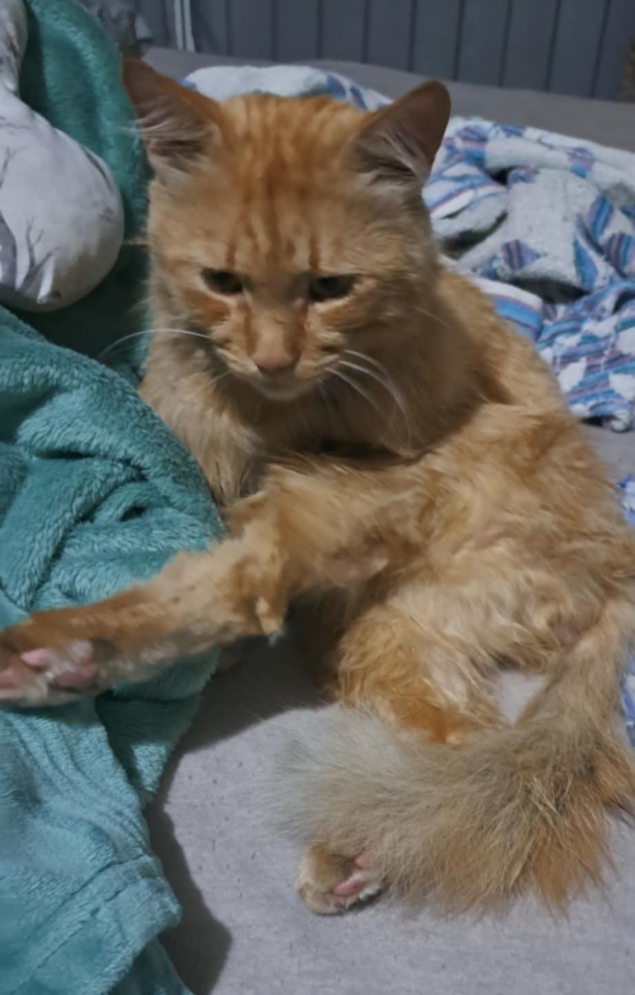 Котик шукає дім!