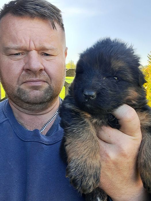 Owczarek Niemiecki Długowłosy z Rodowodem Częstochowa