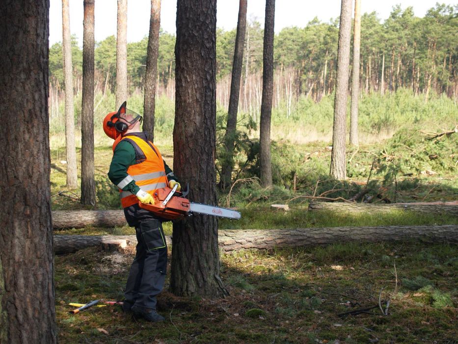 Wycinka lasu skup drewna na pniu trzebieże