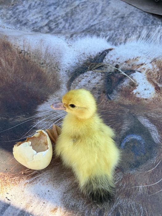 Patinhos mudos nascidos a 14-10