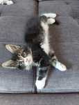 Kocur Maine Coon z rodowodem
