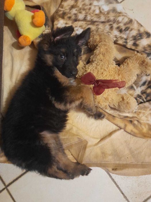 Szczeniaczki Rasy Owczarek Niemiecki długowłosy