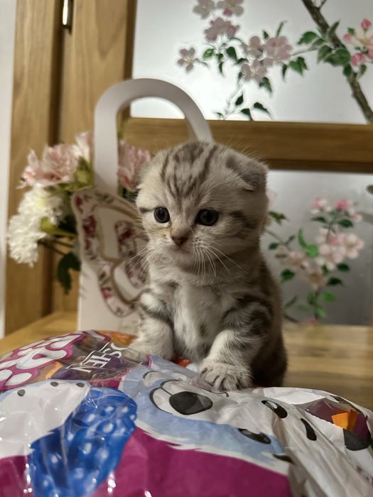 Шотландські кошенята