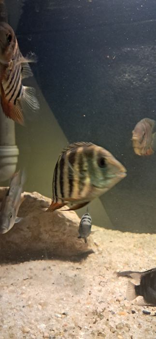 Vendo cardume de 8 green severus (heros seveus)