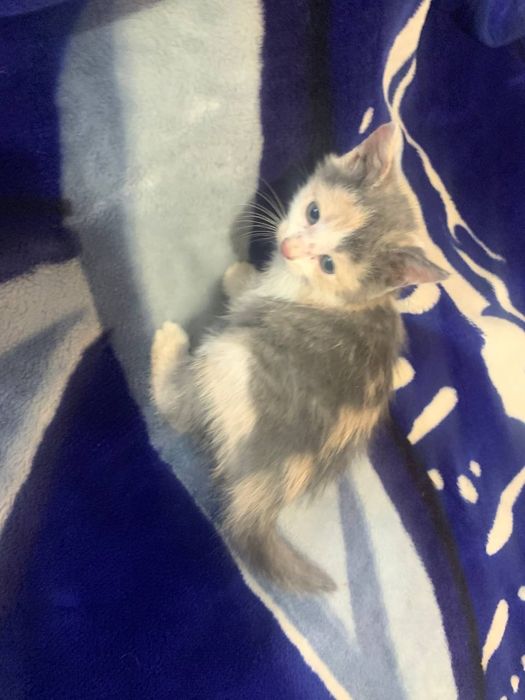 Віддам кошенят в добрі руки