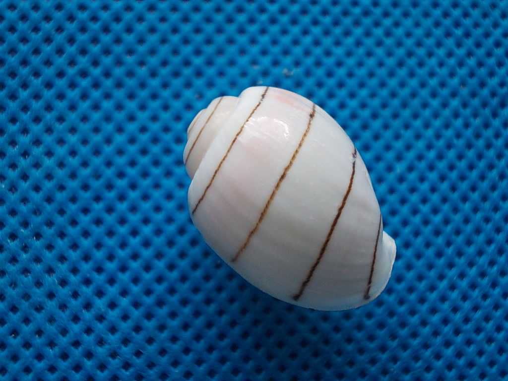 Muszle morskie- Hydatina amplustre