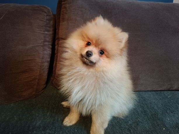 Piękny Piesek Szpic Miniaturowy Pomeranian