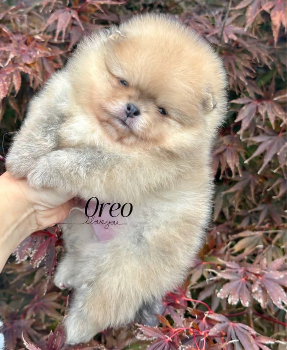 Szpic miniaturowy/pomeranian