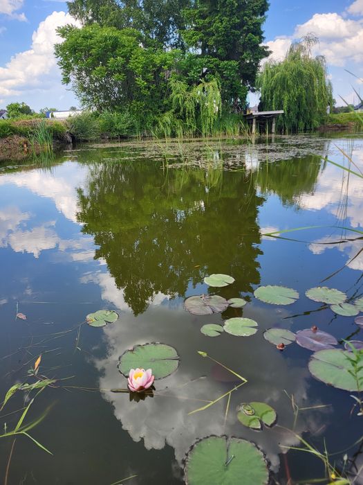 Narybek karasia srebrzystego żywiec zarybianie