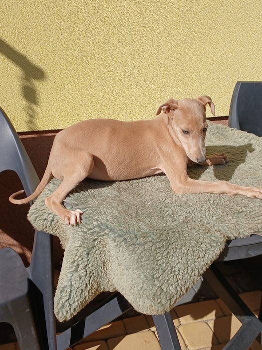 Chart Angielski Greyhound śliczny piesek