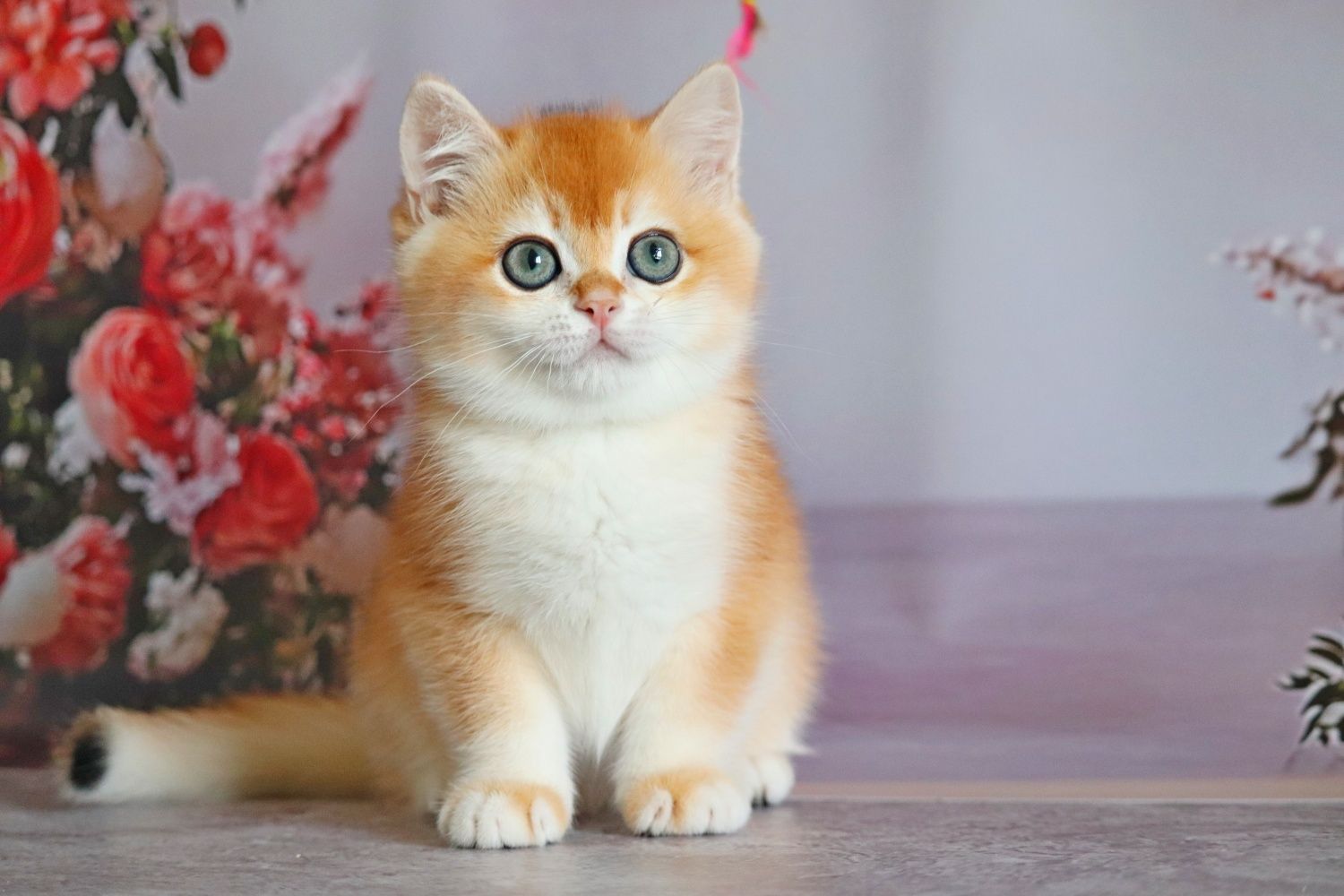 Оливер мальчик золотая шиншилла