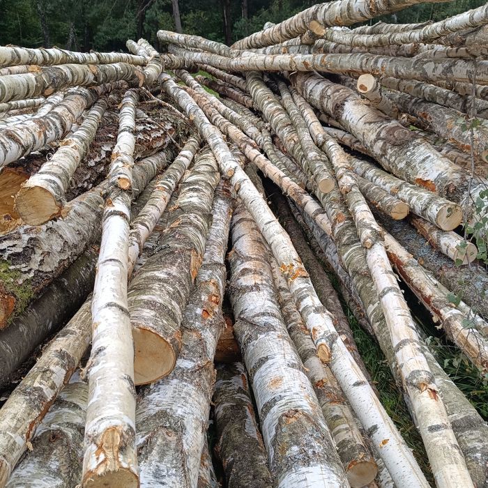 Brzoza opał kominkowe