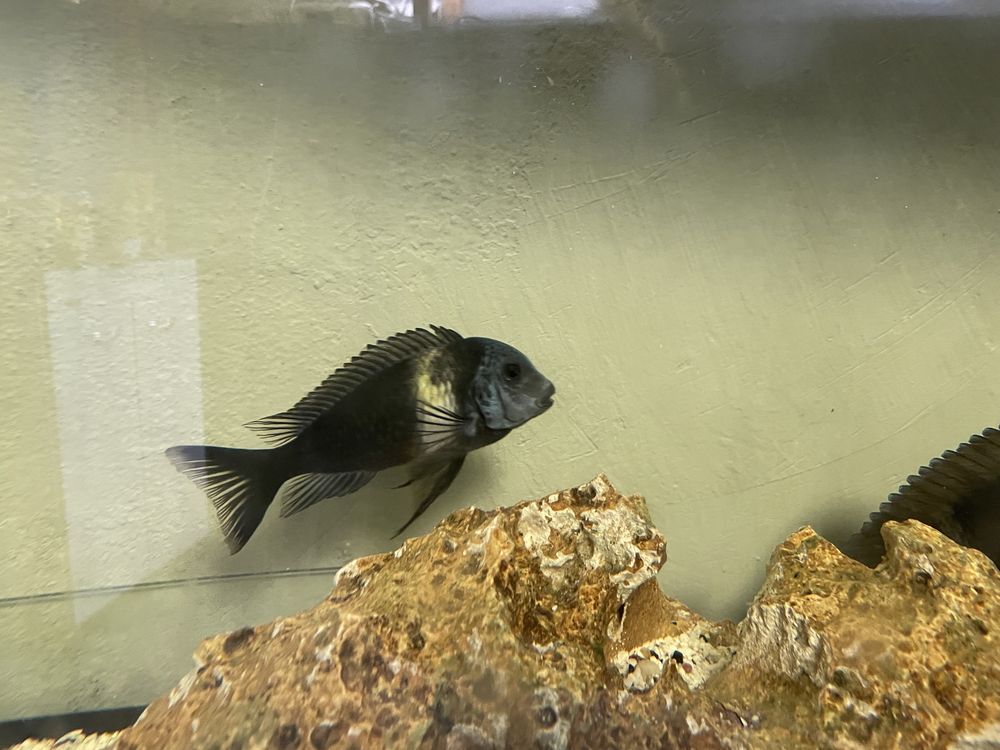 tropheus duboisi