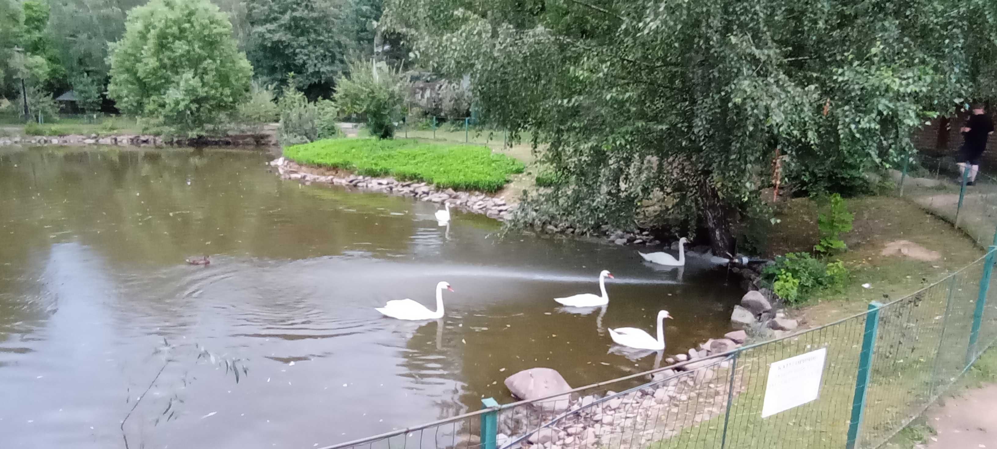 Ціну змінено! Продаємо ділянку у Квітки Полонини Солочин Закарпатськ