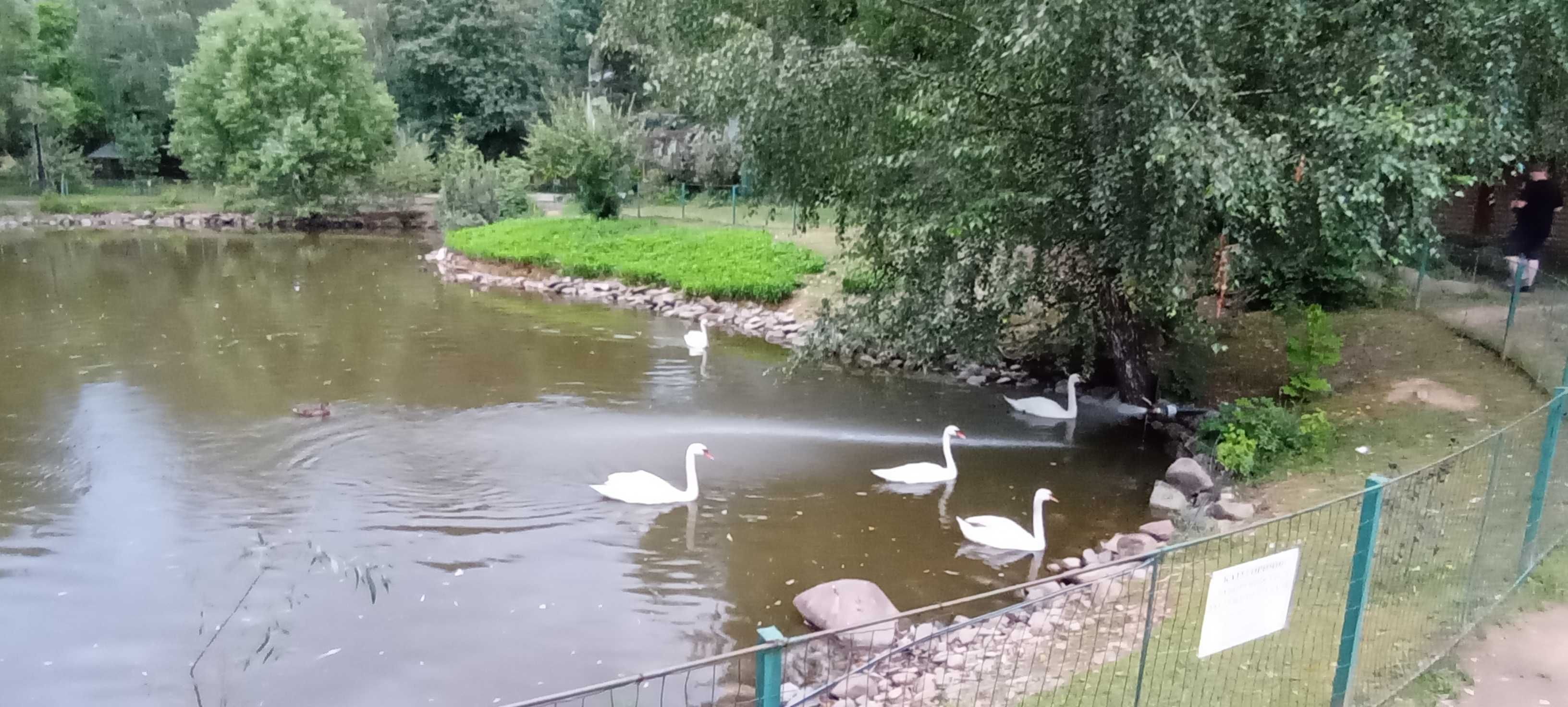 Ціну знижено! Продаємо ділянку у Квітки Полонини Солочин Закарпатськ