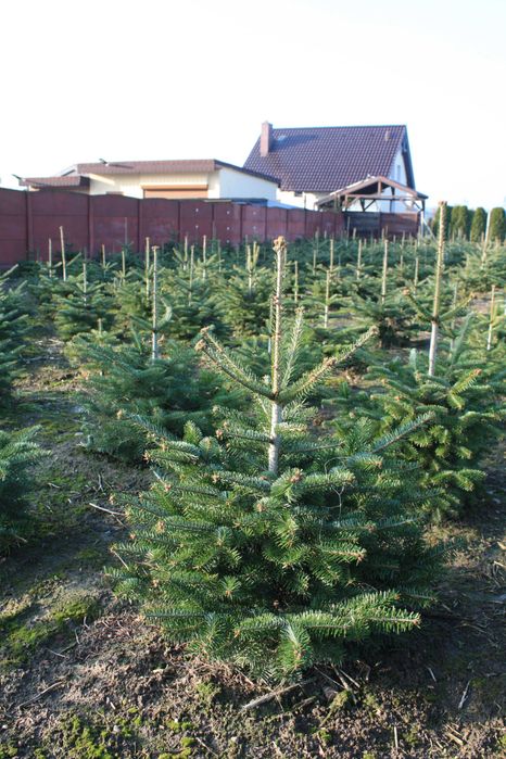 Choinki Bożonarodzeniowe Jodła Świerk Pospolity Srebrny Serbski WLKP