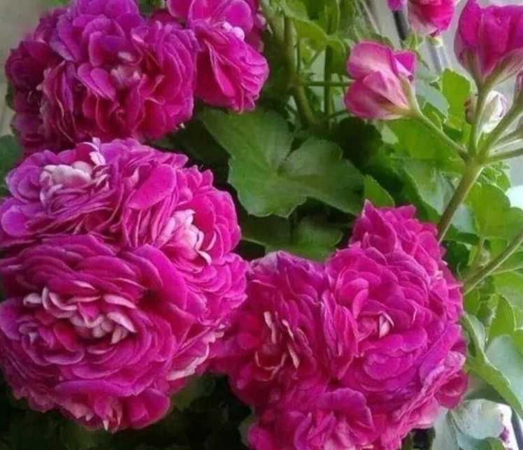 Пеларгония розебудная