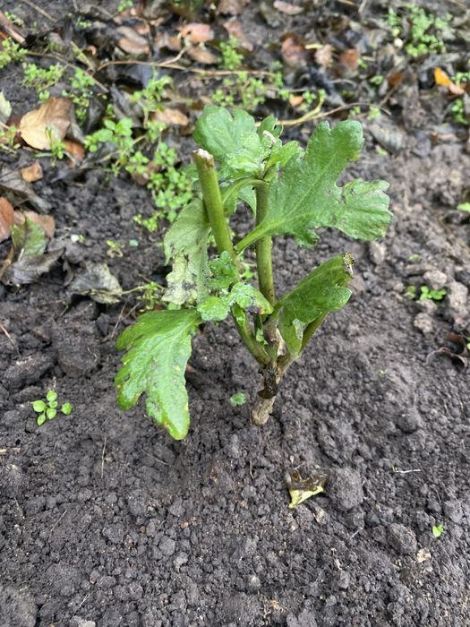 Хризантема ветка микс