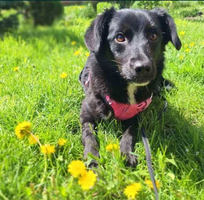 Oddam młodą suczkę w dobre ręce - Wykastrowana i zaszczepiona