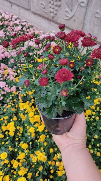 Хризантема мультифлора