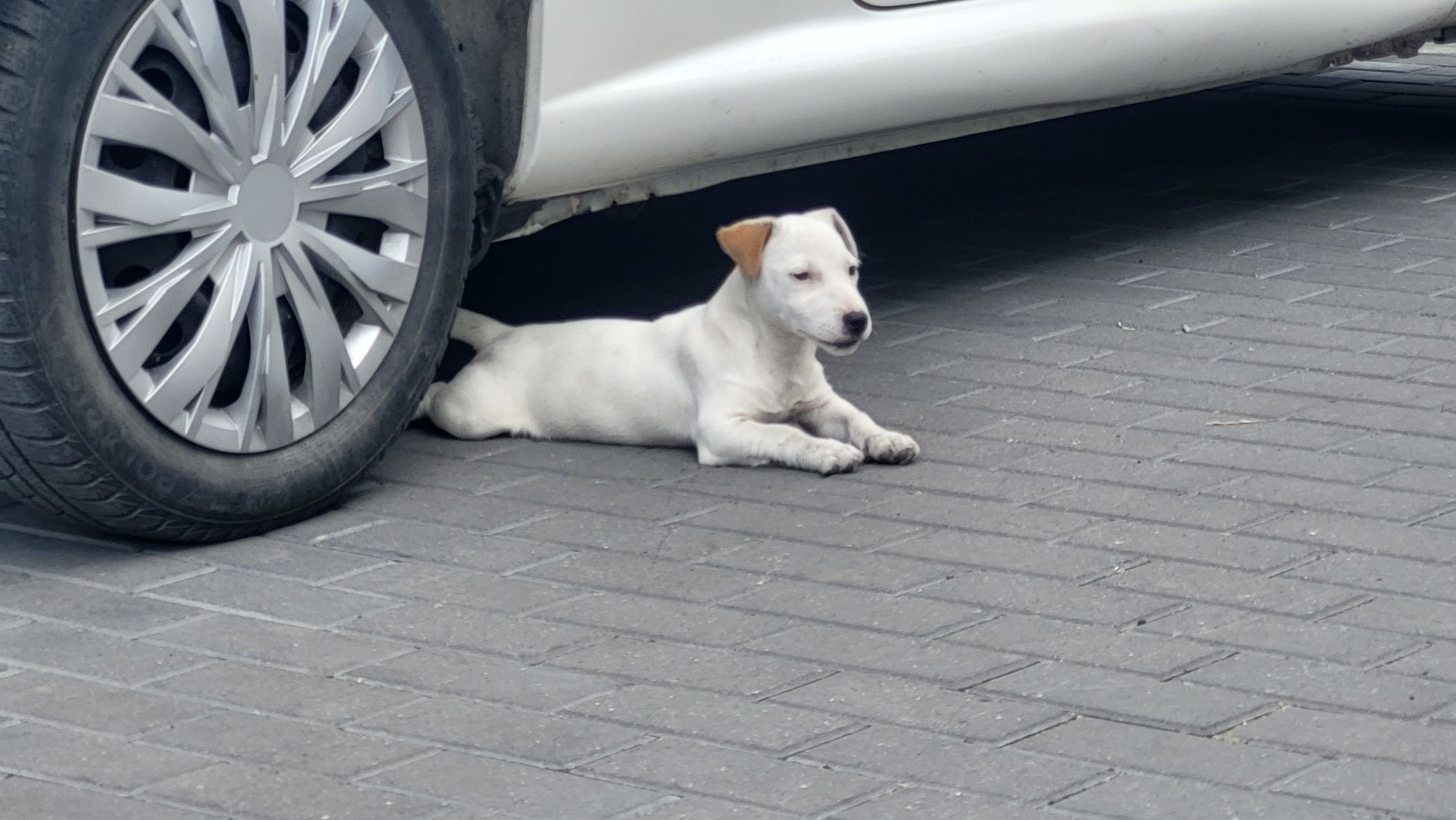 Jack Russel Terrier Suczka!