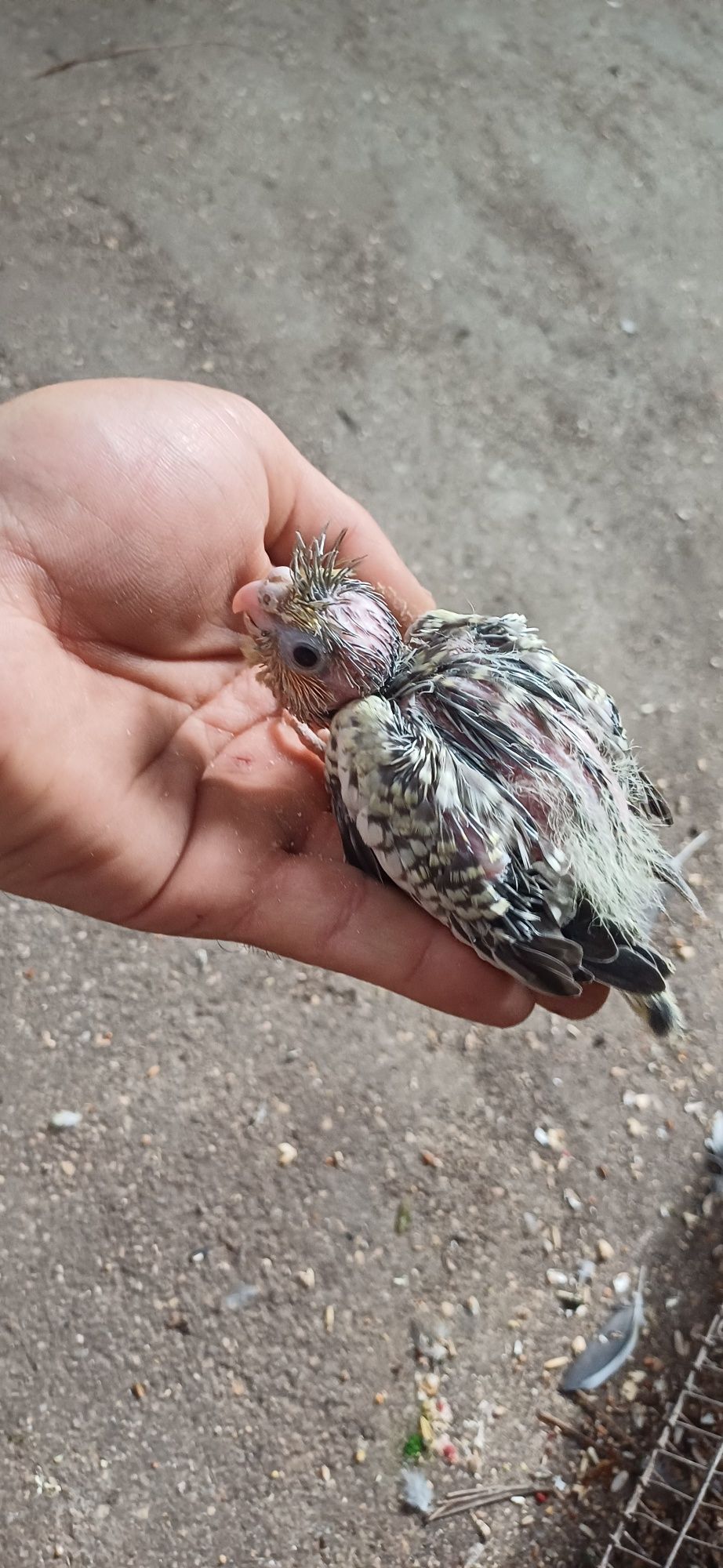 caturas para Criar  a mão