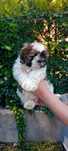 Szczeniak Shih-tzu