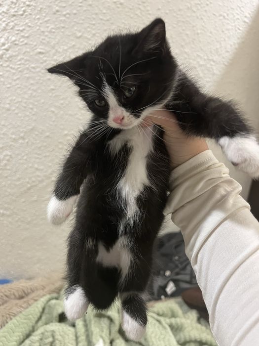 Двоє кошенят (прямовухі) :)