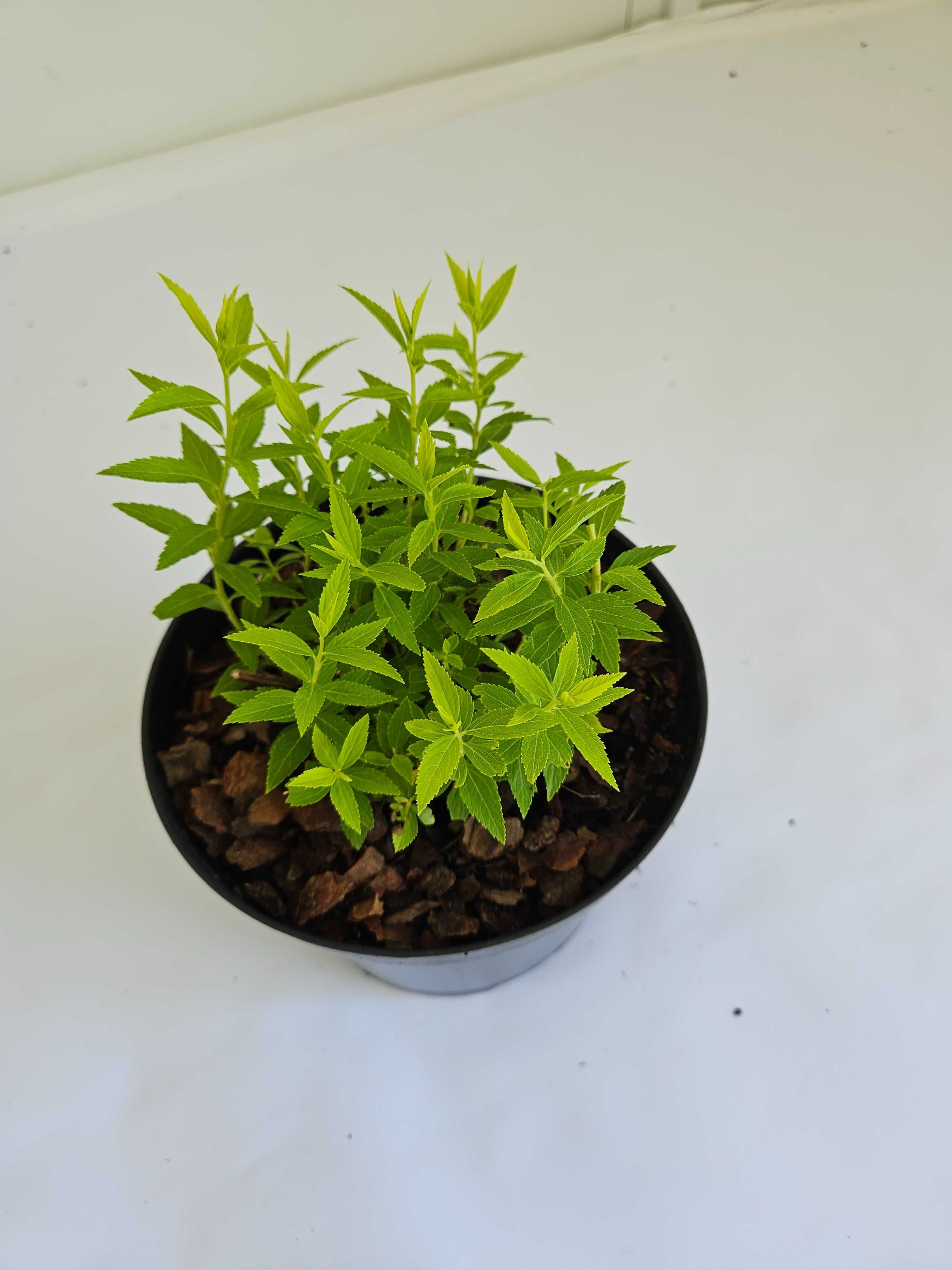 Tawuła japońska 'Albiflora' (Spiraea japonica 'Albiflora')