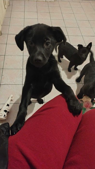 Oddam pieska za darmo