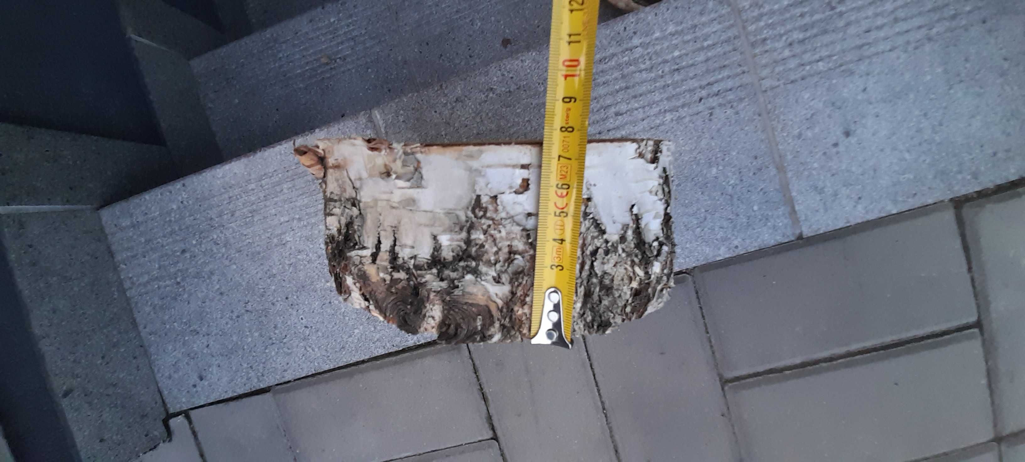 Plaster drewna z brzozy miary na fotkach 20 cm