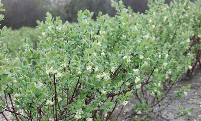 Sadzonki jagoda kamczacka 6 letnia Wojtek i Zojka