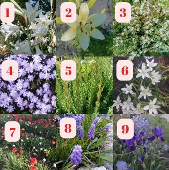 Насіння квітів, садові квіти, прянощі, овочі,